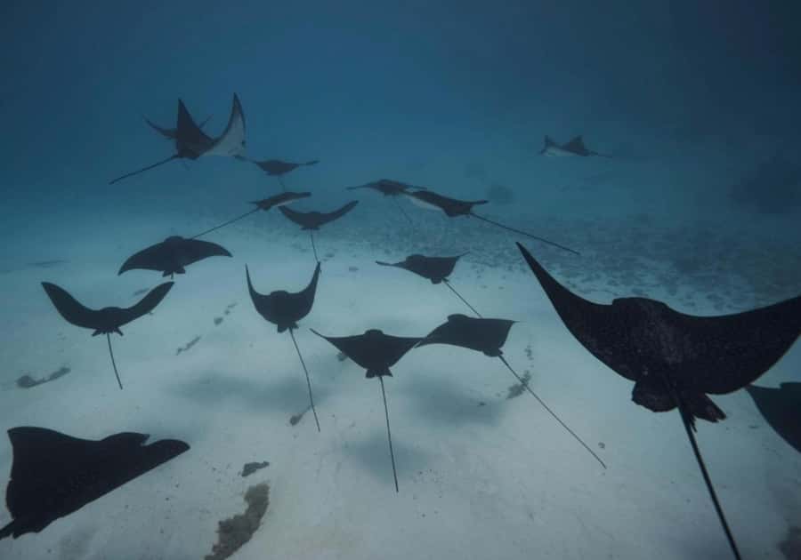 Moorea: Lagoon and Reef Snorkeling Tour with Drinks - Rays, sharks, and the shallow-water stop