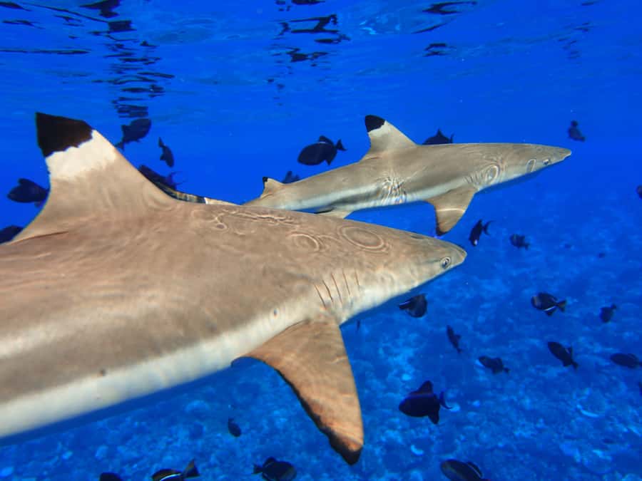Moorea: Sea Scooter Snorkeling Tour - The snorkeling stops: coral, fish, and open-water sightings