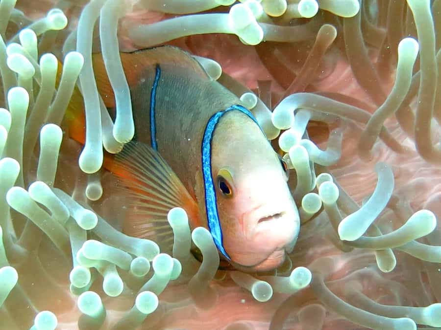 Moorea: Sea Scooter Snorkeling Tour - Is $167 a fair price?