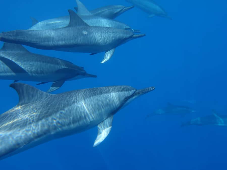 Moorea: Sea Scooter Snorkeling Tour - Who should book this tour?