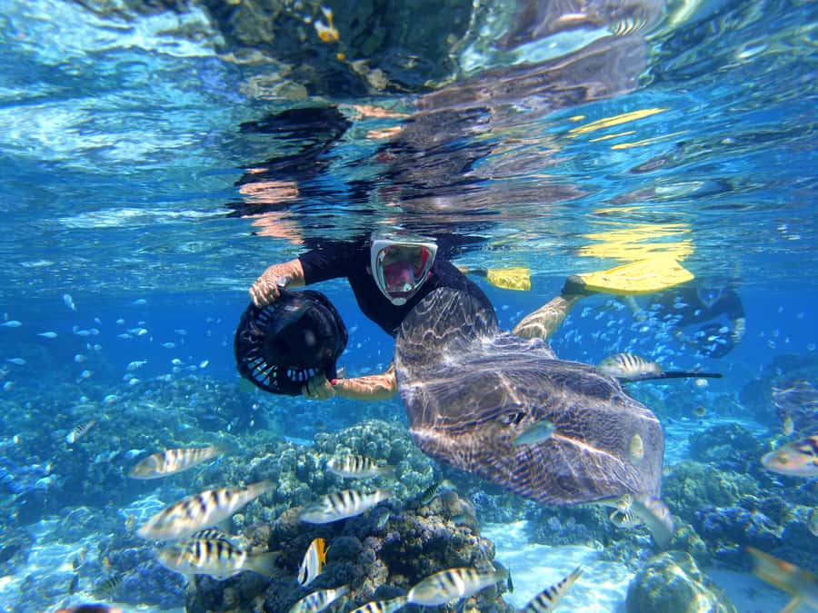 Moorea: Sea Scooter Snorkeling Tour - Should you book the Moorea sea scooter tour?