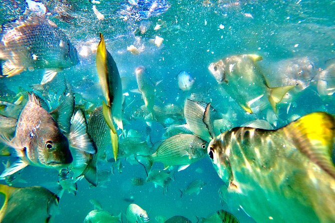 Moreton Island Day Trip (Kayak, Snorkel & Sandboard) frm Brisbane or Gold Coast - Beach lunch and the short pause between activities