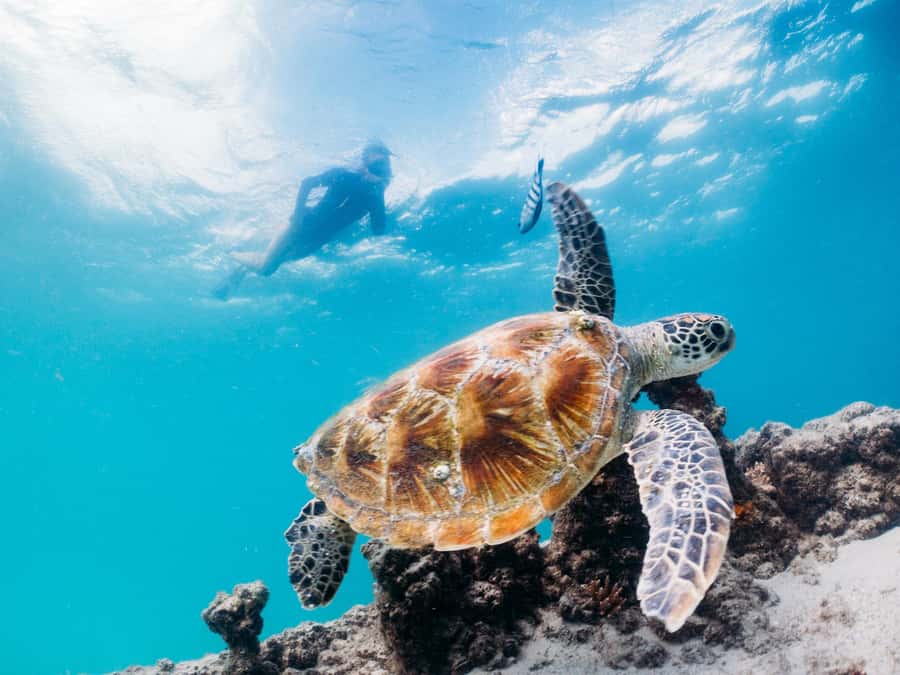 Moreton Island: Tangalooma Day Trip with Snorkeling Tour - The 75-minute crossing from Brisbane