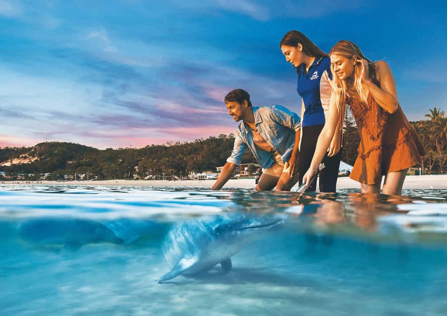Moreton Island: Tangalooma Snorkeling Tour & Dolphin Feeding - Lunch with a $25 voucher