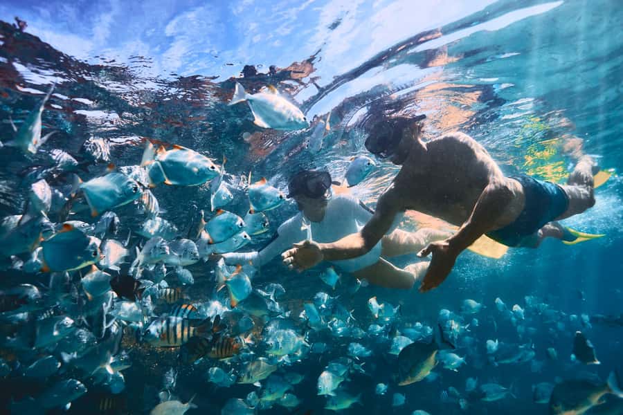 Moreton Island: Tangalooma Snorkeling Tour & Dolphin Feeding - Is $172 good value?
