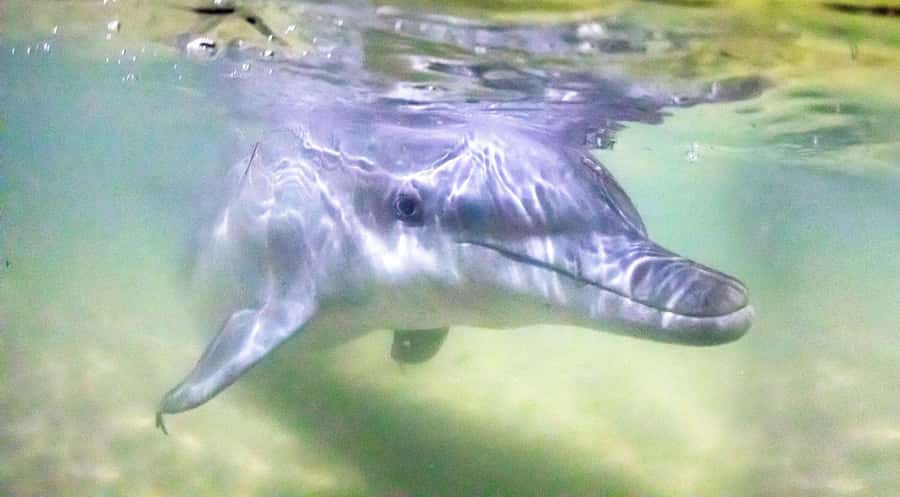 Moreton Island: Tangalooma Snorkeling Tour & Dolphin Feeding - What resort access really adds