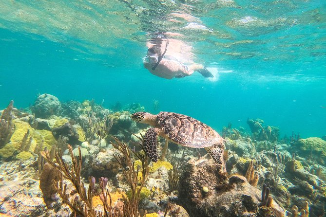 Morning Half Day Cruise from Providenciales with Snorkeling and Iguana Island - Key points at a glance