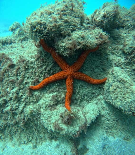 Morro Jable: Snorkeling Adventure - The first 30 minutes: equipment and safety