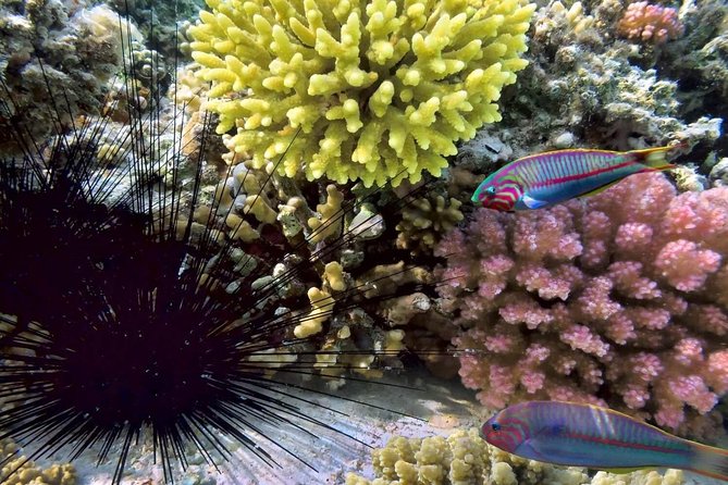 Mr. Tu Snorkel Day Trip to Koh Nangyuan & Koh Tao by Speed Boat from Koh Samui - Hin Wong Bay and Lighthouse Bay