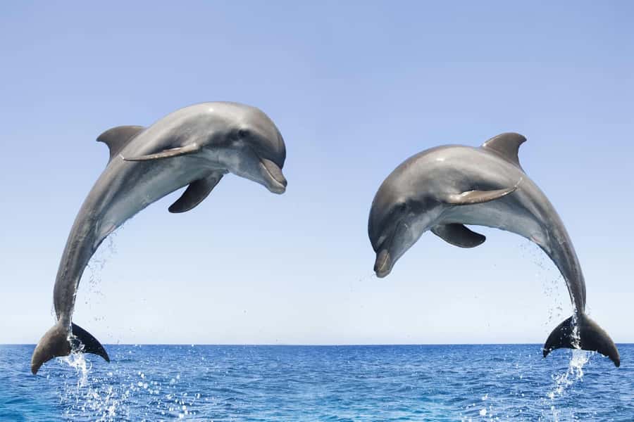 Muscat: 4-Hour Snorkeling Tour with Dolphin watching - The boat ride adds more than transport