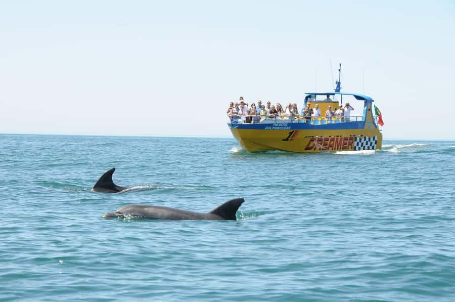 Muscat: 4-Hour Snorkeling Tour with Dolphin watching - Organization, guides, and the cruise-ship option