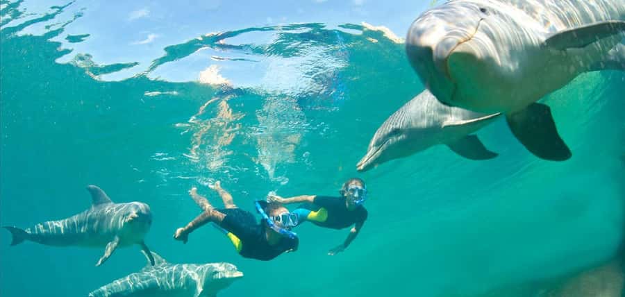 Muscat: 4-Hour Snorkeling Tour with Dolphin watching - Who should book this experience?