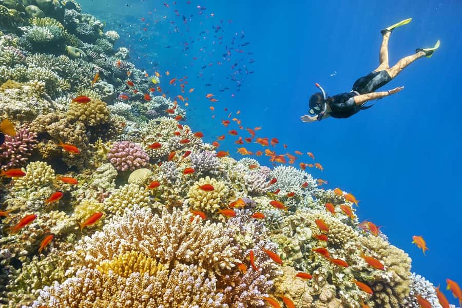 Muscat: 4-Hour Snorkeling Tour with Dolphin watching - The pickup from Muscat and what it means
