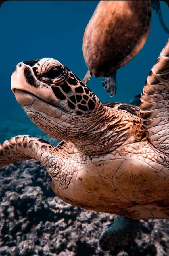 Muscat: Daymaniat Islands Snorkeling Tour with Refreshments - Key points before you book