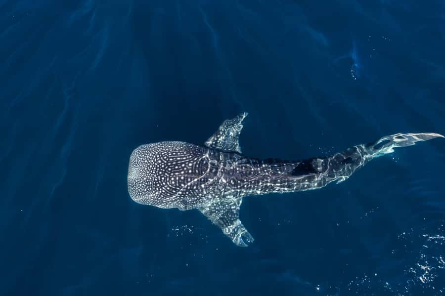 Muscat: Daymaniat Islands Snorkeling Tour with Refreshments - The first snorkeling stop, turtles and coral