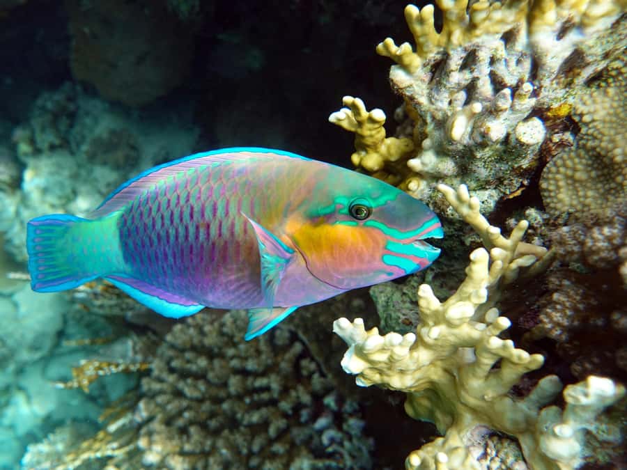 Muscat: Daymaniat Islands Snorkeling Tour with Refreshments - The second stop, fish, rays, eels, and possible sharks