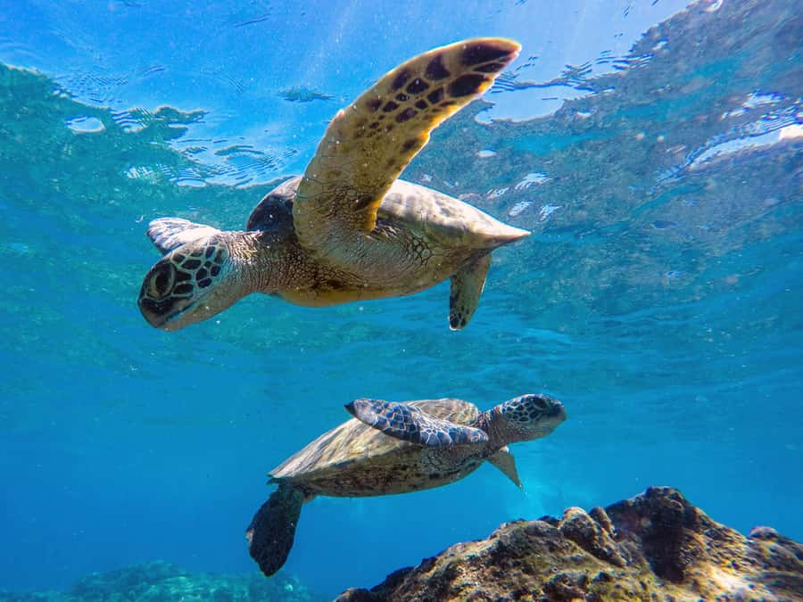 Muscat: Daymaniat Islands Snorkeling Tour with Refreshments - Food, drinks, and what you actually need to bring