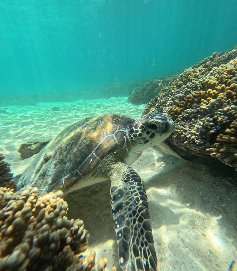 Muscat: Daymaniat Islands Snorkeling Tour with Refreshments - The crew makes the biggest difference