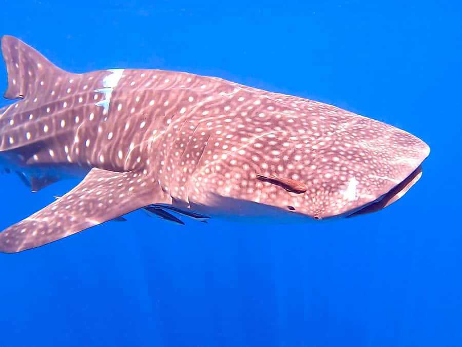 Muscat: Daymaniat Islands Snorkeling Tour with Refreshments - Is $72 good value?
