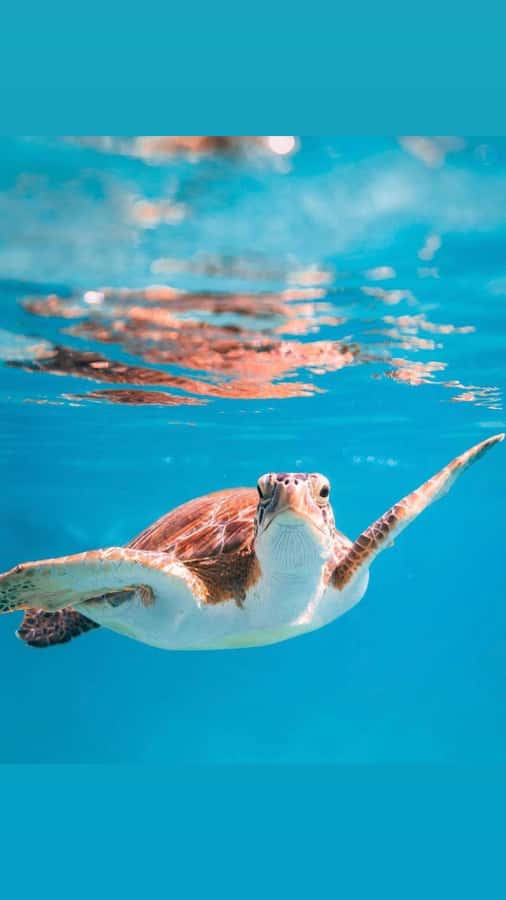 Muscat: Daymaniat Islands Snorkeling Trip with Brunch - Key points to know before booking
