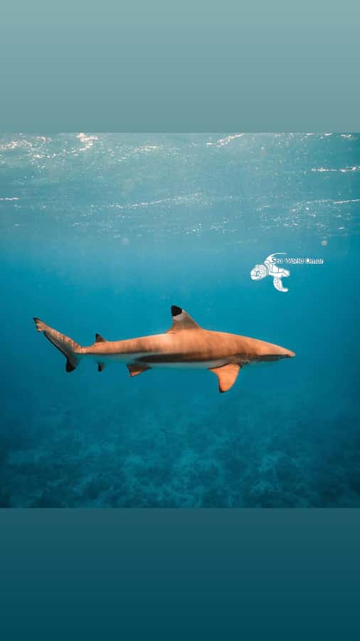 Muscat: Daymaniat Islands Snorkeling Trip with Brunch - How to make the most of the Daymaniat Islands