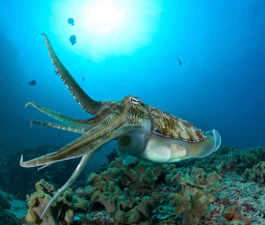 MUSCAT: Daymaniyat Island Snorkeling & Try-Dive + BBQ Lunch - Key Things To Know Before You Book
