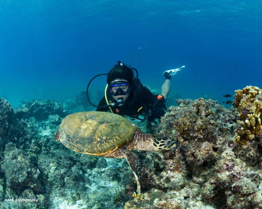 MUSCAT: Daymaniyat Island Snorkeling & Try-Dive + BBQ Lunch - Meeting MolaMola at Al Mouj Marina
