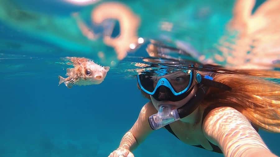 Muscat: Daymaniyat Island Snorkeling with Turtles Tour - Key details before you book