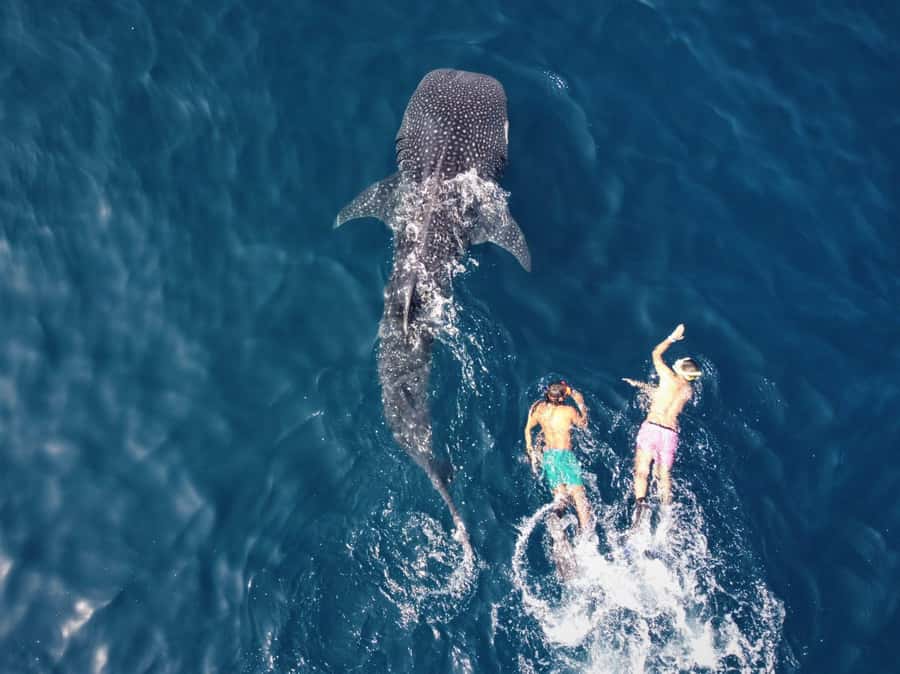 Muscat: Daymaniyat Island Snorkeling with Turtles Tour - What the $125 price really includes