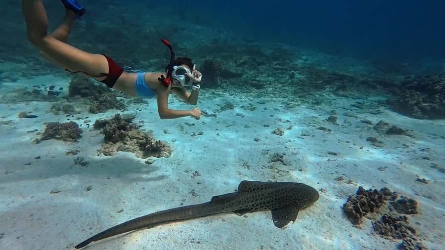 Muscat: Daymaniyat Islands Snorkeling Tour - Key points at a glance