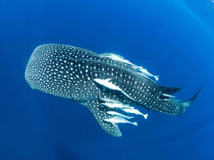 Muscat: Daymaniyat Islands Snorkeling Tour - What the boat ride is really like