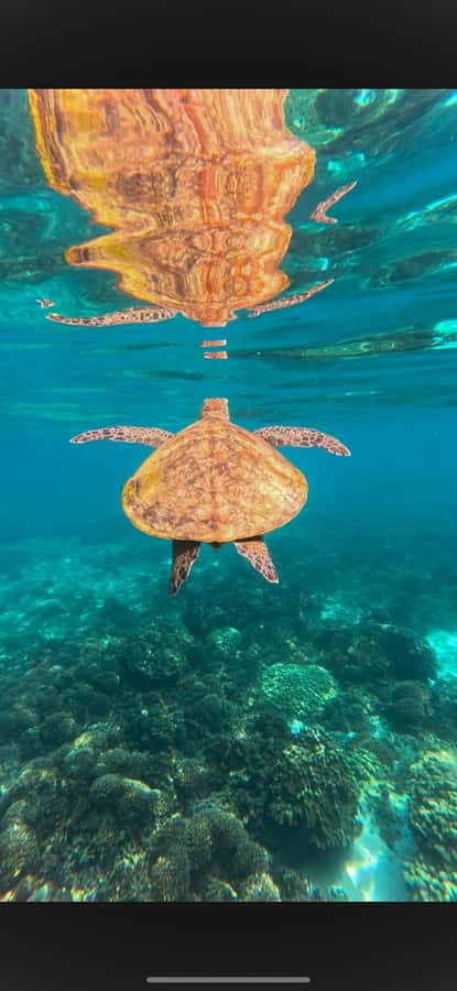 Muscat: Daymaniyat Islands Snorkeling Tour - The snorkeling stops: turtles, coral, and changing visibility