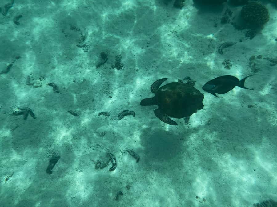 Muscat: Daymaniyat Islands Snorkeling Tour - Guides who add personality to the day