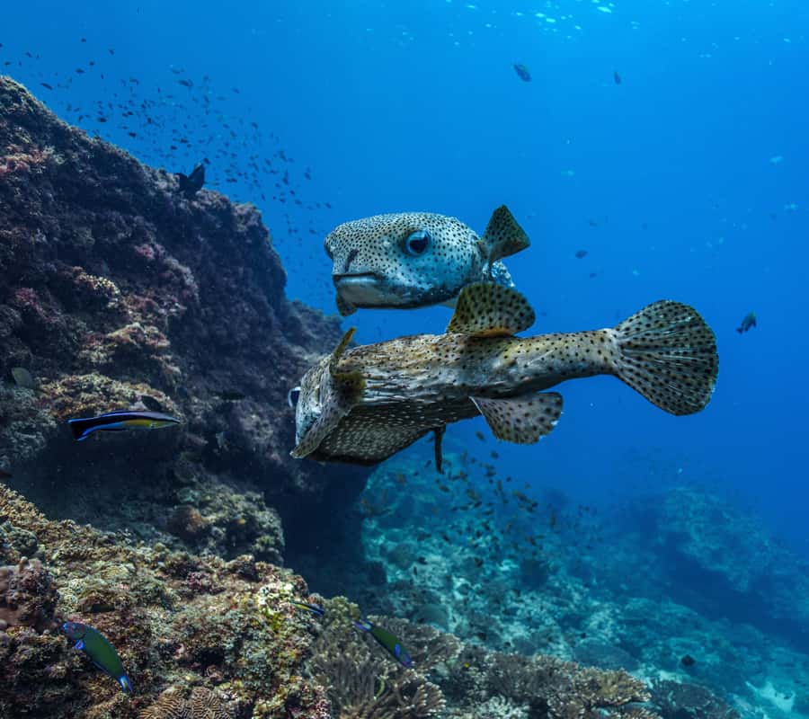 Muscat: Daymaniyat Islands Snorkeling Trip with BBQ Lunch - How safe and beginner-friendly is it?