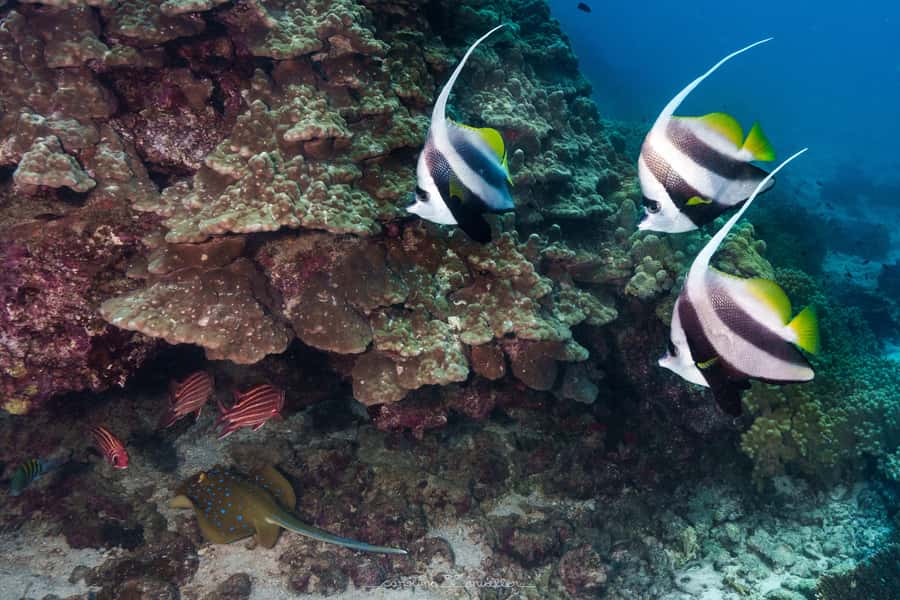 Muscat: Daymaniyat Islands Snorkeling Trip with BBQ Lunch - Starting at Al Mouj Marina