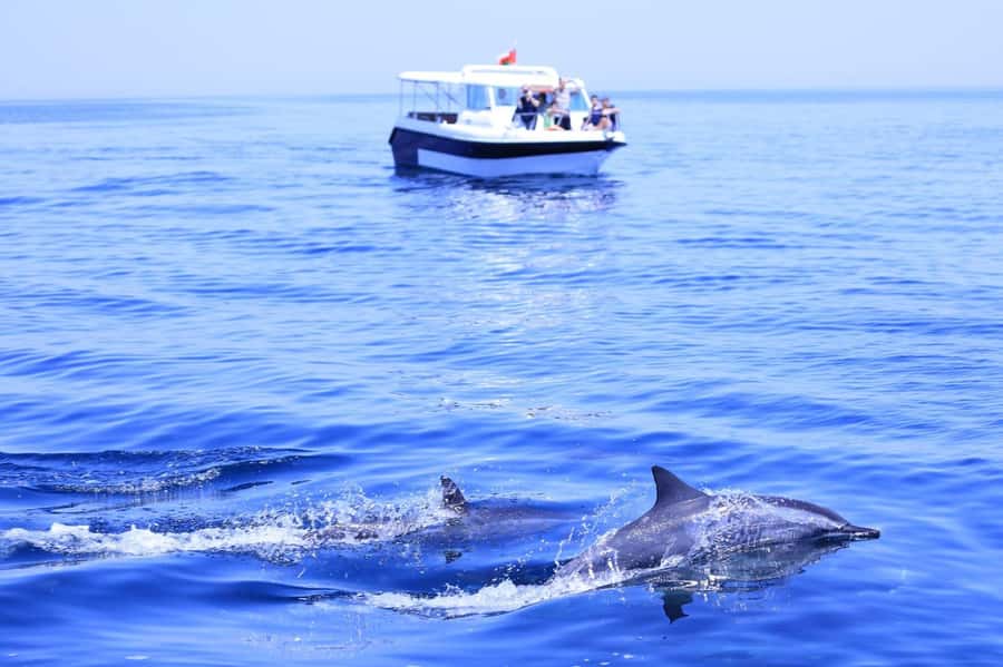 Muscat: Dolphin Watch & Snorkel Excursion - Key points to know before booking