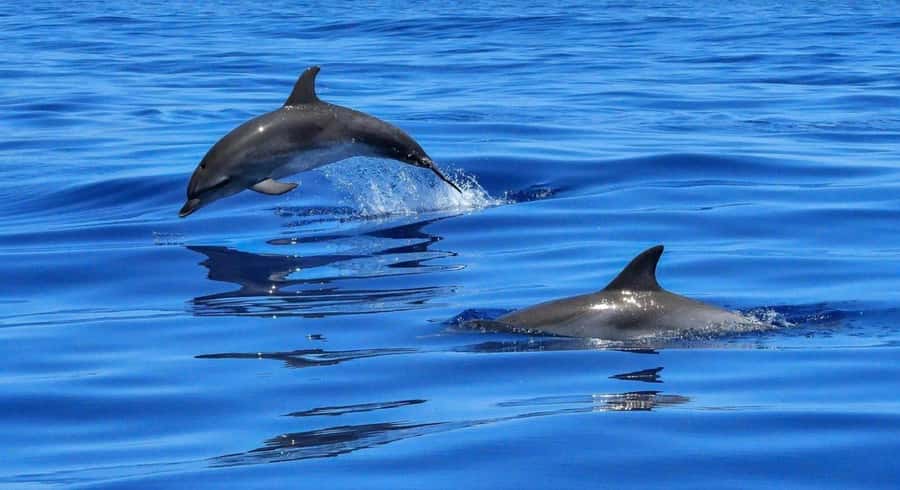 Muscat: Dolphin Watch & Snorkel Excursion - Setting out by speedboat along Oman’s coast