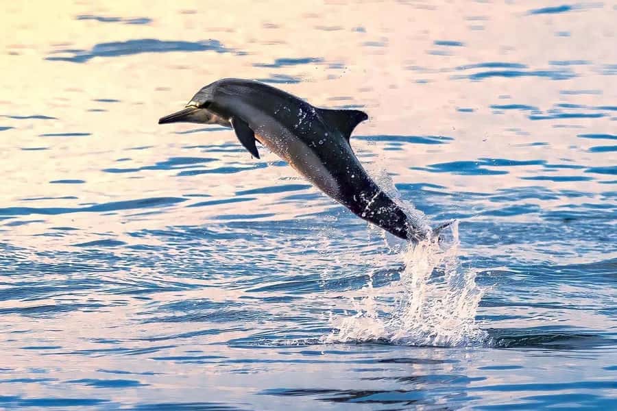Muscat: Dolphin Watch & Snorkel Excursion - Hotel pickup and the road to Marina Bandar Al Rowdha