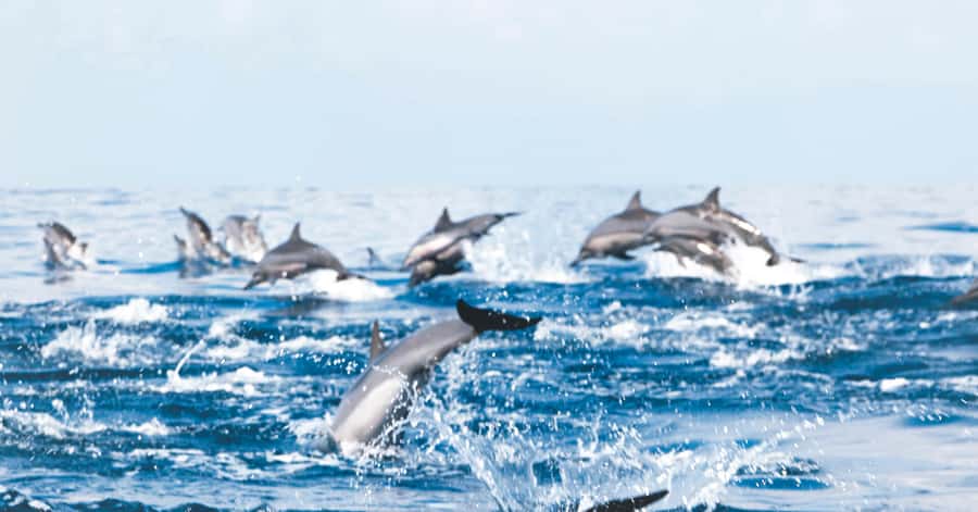 Muscat: Dolphin Watching and Snorkeling Tour - Key points to know before booking