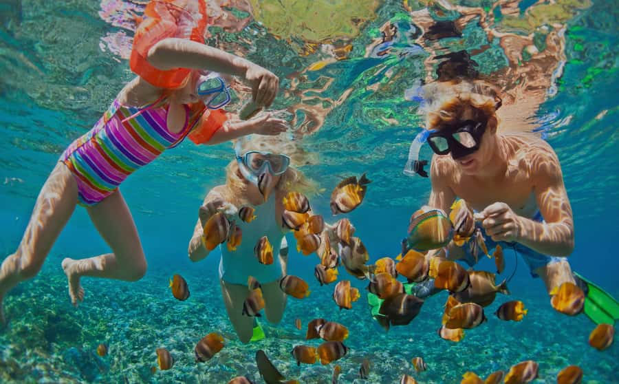 Muscat: Dolphin Watching and Snorkeling Tour - What this Muscat boat trip is really like