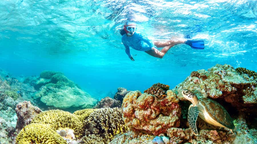 Muscat: Dolphin Watching and Snorkeling Tour - Searching for dolphins in open water