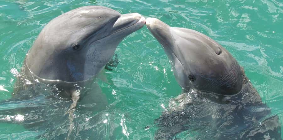 Muscat: Dolphin Watching and Snorkeling Tour - Snorkeling at Bandar Khiran Bay