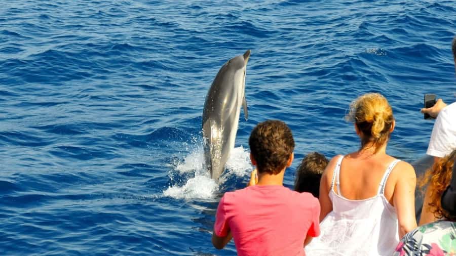 Muscat: Dolphin Watching and Snorkeling Tour - Who will enjoy this outing most?