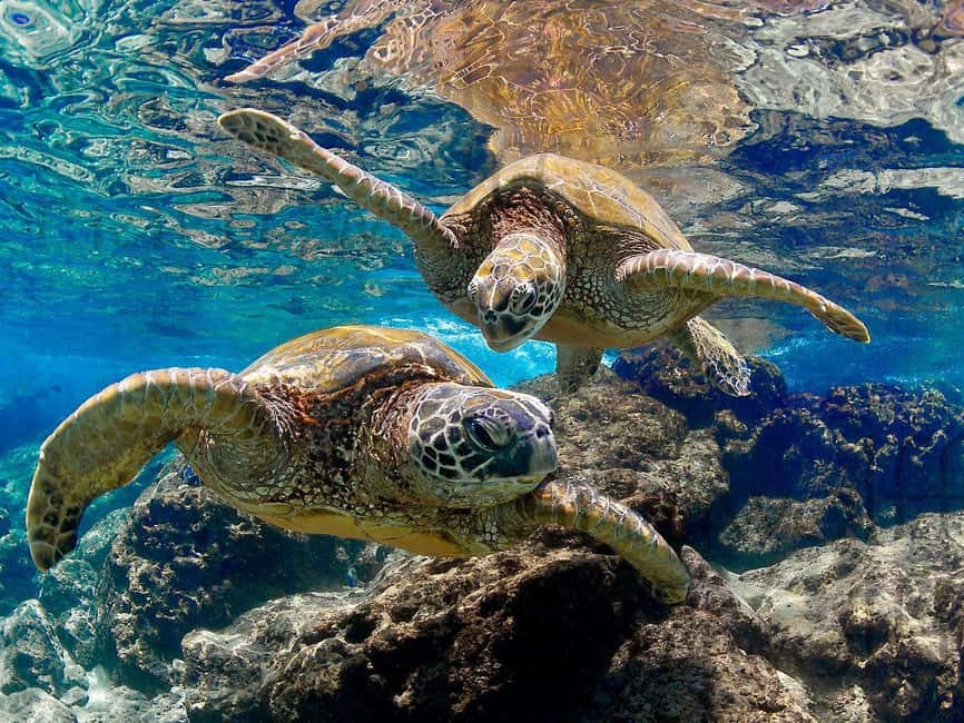 Muscat Oman: Snorkeling adventure to Daymaniyat Island - Practical Tips for a Better Morning