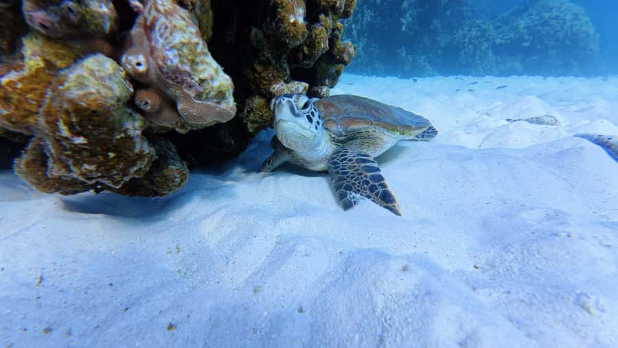 Muscat Oman: Snorkeling adventure to Daymaniyat Island - Two Snorkeling Stops in the Daymaniyat Islands