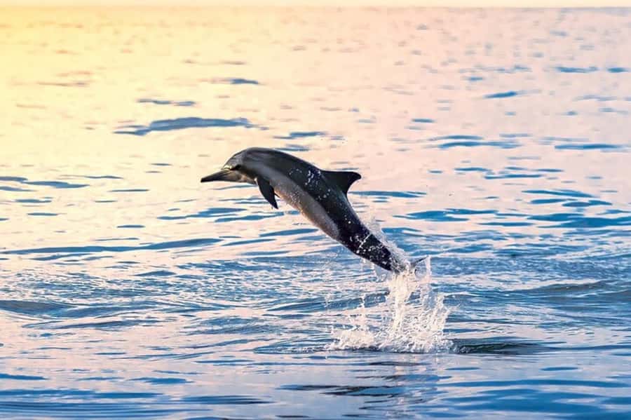 Muscat: Snorkeling and Dolphin Watching Tour - Dolphin watching in Omani waters