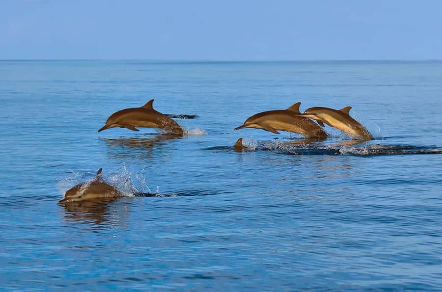 Muscat: Snorkeling and Dolphin Watching Tour - Snorkeling among fish and turtles