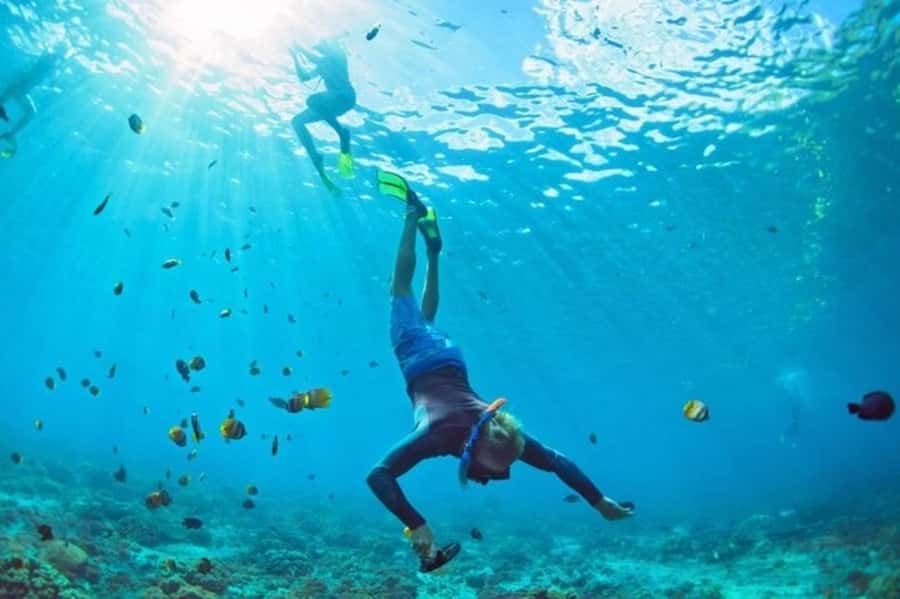Muscat: Snorkeling and Dolphin Watching Tour - What the $50 price really includes