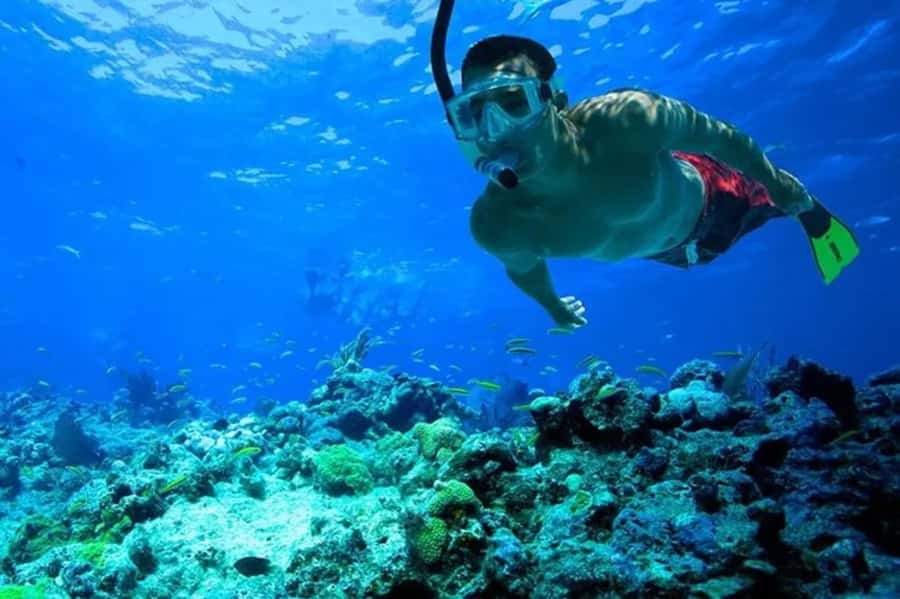 Muscat: Snorkeling and Dolphin Watching Tour - Who will enjoy this tour most