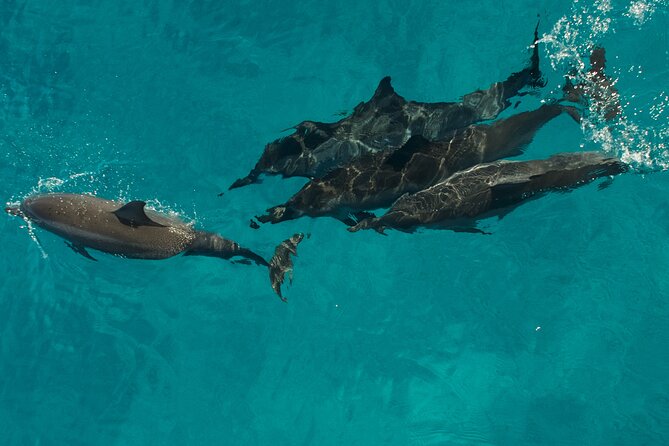 Na Pali Coast Half-Day Raft and Snorkel Adventure - Snorkeling at Nu‘alolo Kai